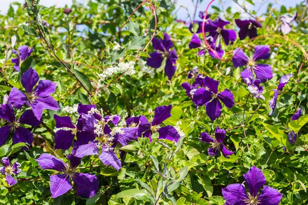 Veilchen Clematis Zwischen Grünen Blättern Hautnah Heimischen Garten — Stockfoto