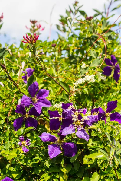 Violet Clematis Parmi Les Feuilles Vertes Fermer Dans Jardin Maison — Photo