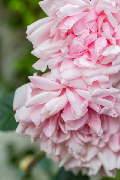 淡いピンクのバラが庭 美しいバラ色の背景のクローズ アップ — ストック写真