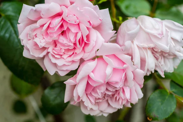 Rosa Pálida Rosas Fechar Jardim Belo Fundo Rosado — Fotografia de Stock