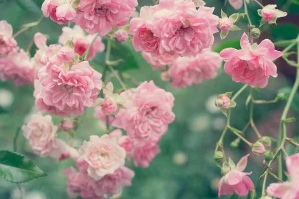 Bleke Roze Rozen Close Tuin Mooie Roze Achtergrond — Stockfoto