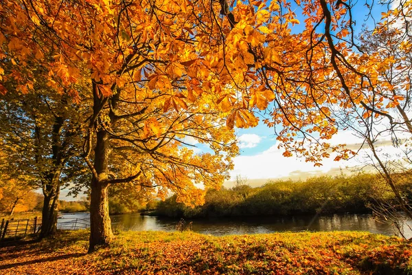Vackra Gyllene Hösten Landskap Med Träd Och Gyllene Löv Solskenet — Stockfoto