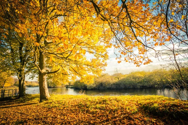 Prachtige Gouden Herfst Landschap Met Bomen Gouden Bladeren Zon Schotland — Stockfoto