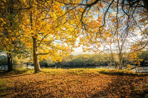 Prachtige Gouden Herfst Landschap Met Bomen Gouden Bladeren Zon Schotland — Stockfoto