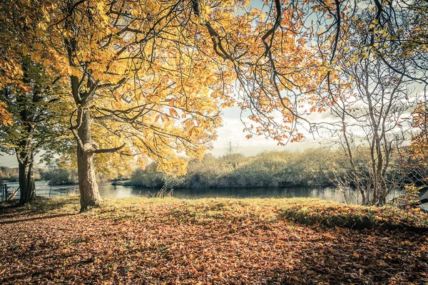 Prachtige Gouden Herfst Landschap Met Bomen Gouden Bladeren Zon Schotland — Stockfoto