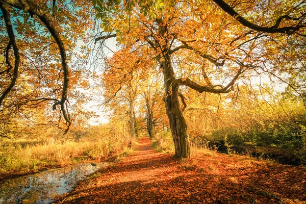 Krásné Zlaté Podzimní Krajina Stromy Spadaného Listí Slunci Skotsku — Stock fotografie