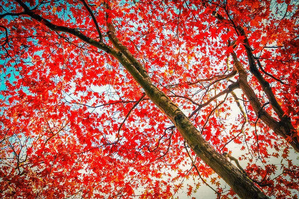 Hermoso Otoño Rojo Árbol Arce Japonés Dosel Como Fondo Hermoso — Foto de Stock