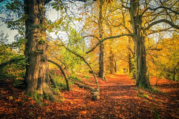 Prachtige Gouden Herfst Landschap Met Bomen Gouden Bladeren Zon Schotland — Stockfoto