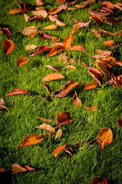 Höst Löv Bakgrund Med Grönt Gräs — Stockfoto