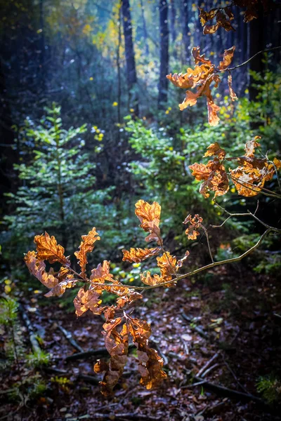 Bellissimo Paesaggio Autunnale Dorato Con Alberi Foglie Dorate Sole Scozia — Foto Stock