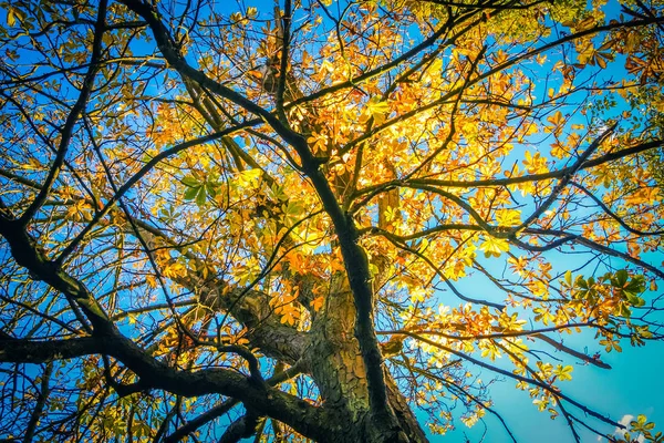 Hermoso Fondo Otoñal Con Dosel Hojas Ramas —  Fotos de Stock