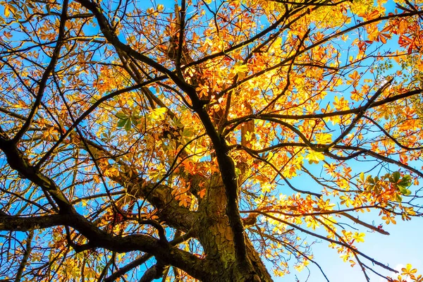 Schöner Herbstlicher Hintergrund Mit Blätter Und Zweigbaldachin — Stockfoto