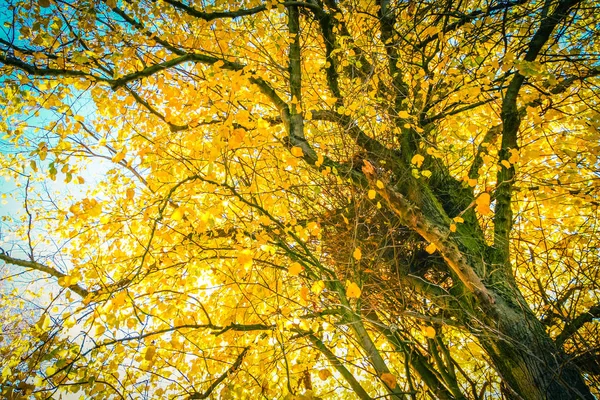 Piękny Jesienny Tło Baldachimem Liści Gałęzi — Zdjęcie stockowe