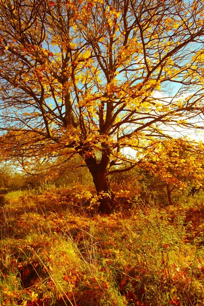 Όμορφη Χρυσή Φθινόπωρο Τοπίο Δέντρα Και Χρυσά Φύλλα Στην Ηλιοφάνεια — Φωτογραφία Αρχείου