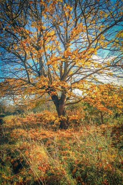 Красива Золотий Осінній Пейзаж Деревами Золоте Листя Сонці Шотландії — стокове фото