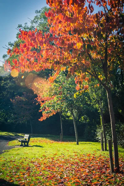 Krásné Podzimní Červený Javor Dlanitolistý Korunách Stromů Jako Krásné Pozadí — Stock fotografie