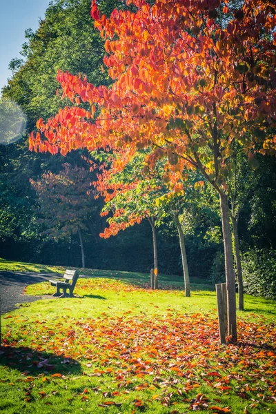 Krásné Podzimní Červený Javor Dlanitolistý Korunách Stromů Jako Krásné Pozadí — Stock fotografie