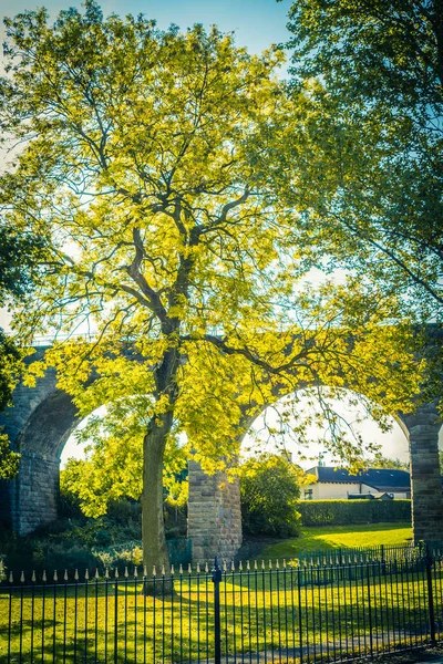 Παλιά Οδογέφυρα Δέντρα Φθινόπωρο Νταντί Σκωτία Ηνωμένο Βασίλειο — Φωτογραφία Αρχείου