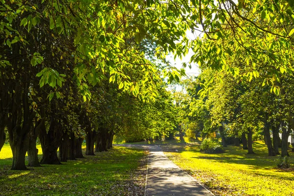 Gyönyörű Zöld Tavaszi Park Egy Vonallal Fák Napos Gyönyörű Nap — Stock Fotó