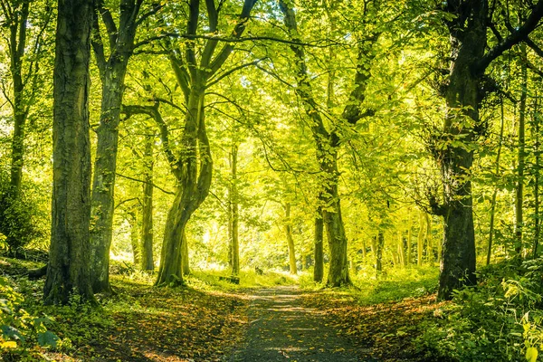 Güzel Ağaçlar Doğal Arka Plan Bahar Zaman Ormanı — Stok fotoğraf