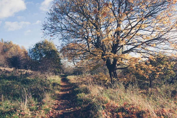 Krásné Zlaté Podzimní Krajina Stromy Spadaného Listí Slunci Skotsku — Stock fotografie