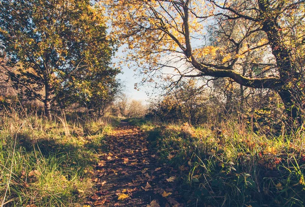 Beautiful Golden Autumn Scenery Trees Golden Leaves Sunshine Scotland — Stock Photo, Image