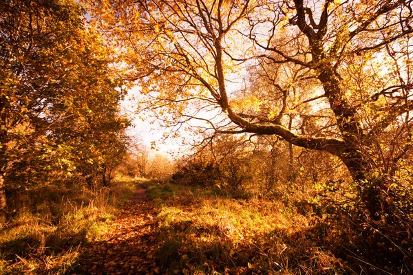 Hermoso Paisaje Dorado Otoño Con Árboles Hojas Doradas Bajo Sol —  Fotos de Stock