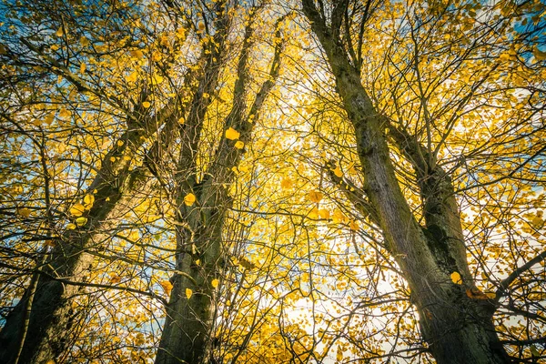 美丽的 秋天的背景与 Leaveas 和树枝的树冠 — 图库照片