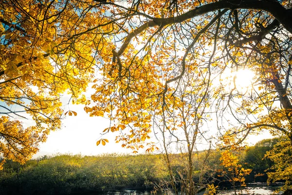 Piękne Złote Jesiennej Scenerii Drzew Złote Liście Promieniach Słońca Szkocji — Zdjęcie stockowe