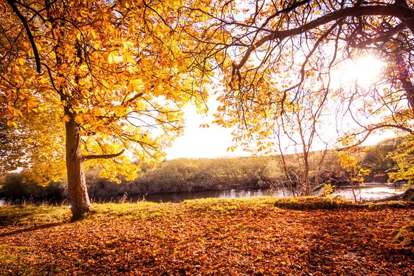 Prachtige Gouden Herfst Landschap Met Bomen Gouden Bladeren Zon Schotland — Stockfoto