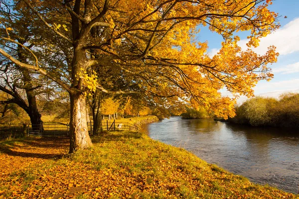 Beautiful Golden Autumn Scenery Trees Golden Leaves Sunshine Scotland — Stock Photo, Image