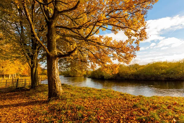 Beautiful Golden Autumn Scenery Trees Golden Leaves Sunshine Scotland — Stock Photo, Image