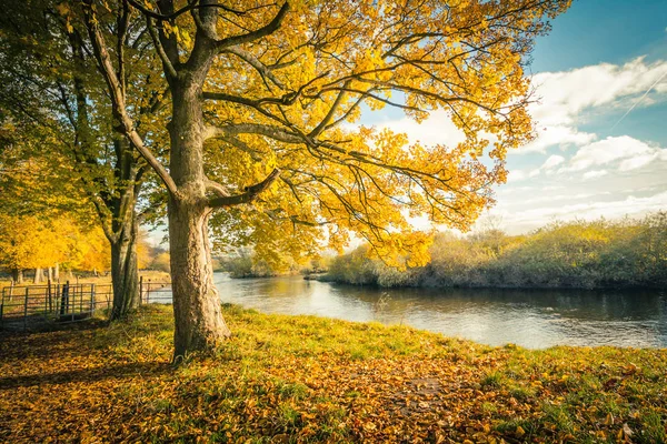 Vakkert Gyllent Høstlandskap Med Trær Gylne Blader Solskinn Skottland – stockfoto