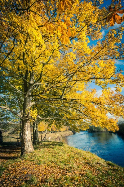 Bellissimo Paesaggio Autunnale Dorato Con Alberi Foglie Dorate Sole Scozia — Foto Stock