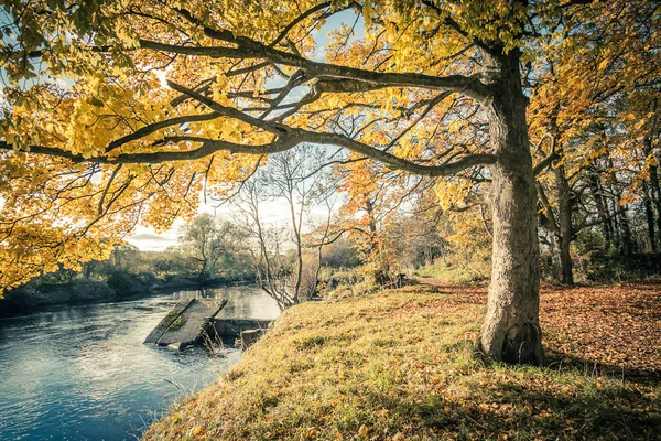 Bellissimo Paesaggio Autunnale Dorato Con Alberi Foglie Dorate Sole Scozia — Foto Stock