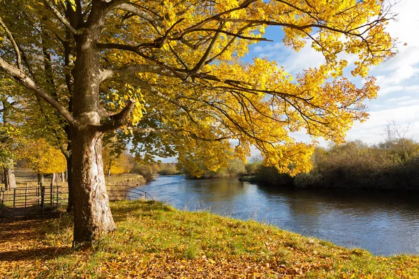 Piękne Złote Jesiennej Scenerii Drzew Złote Liście Promieniach Słońca Szkocji — Zdjęcie stockowe