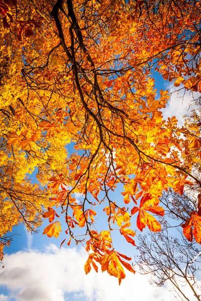 Mooi Herfst Achtergrond Met Luifel Van Bladeren Takken — Stockfoto