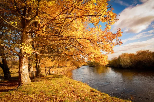 Smukt Gyldent Efterårslandskab Med Træer Gyldne Blade Solen Skotland - Stock-foto