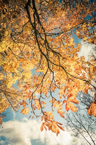 Schöner Herbstlicher Hintergrund Mit Blätter Und Zweigbaldachin — Stockfoto