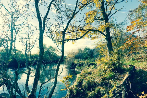 Schöne Goldene Herbstlandschaft Mit Bäumen Und Goldenen Blättern Sonnenschein Schottland — Stockfoto