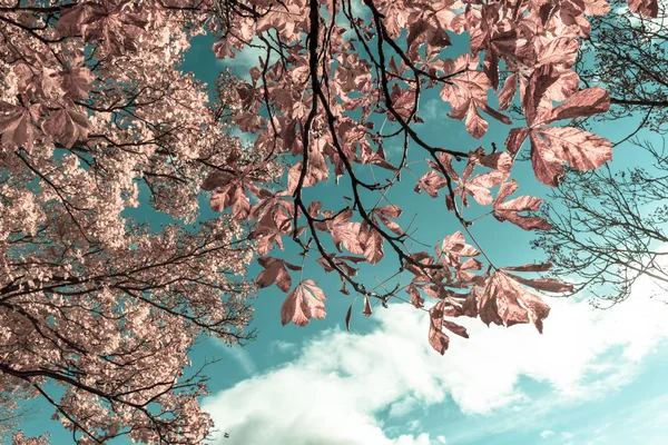 Mooie Denkbeeldige Achtergrond Met Sprookje Bladeren Roze Blauwe Heldere Hemel — Stockfoto