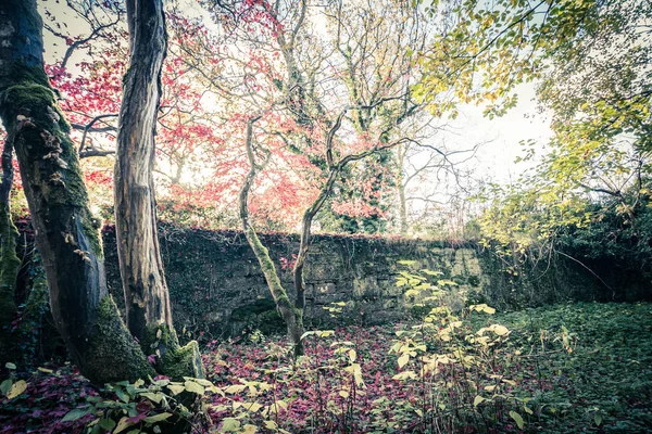 Hermoso Paisaje Dorado Otoño Con Árboles Hojas Doradas Bajo Sol — Foto de Stock