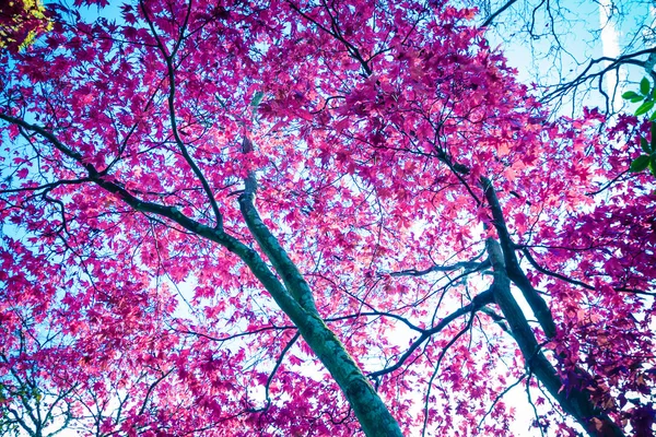 Beautiful, autumnal red Japanese maple tree canopy as beautiful background