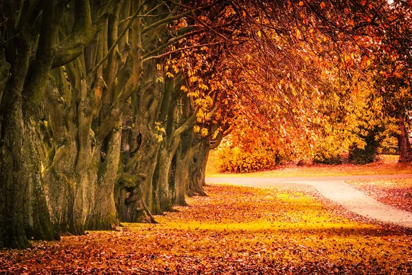 Wunderschöne Herbstlandschaft Mit Baumreihe Und Einer Straße Park Schottland — Stockfoto