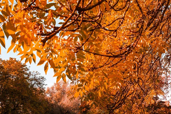 Piękny Jesienny Tło Baldachimem Liści Gałęzi — Zdjęcie stockowe