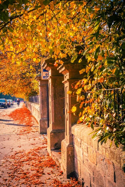 Мбаппе Золотая Осенняя Сцена Деревьями Золотыми Листьями Солнце Шотландии — стоковое фото