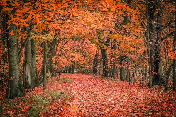 Ağaçlar Hattı Ile Güzel Sonbahar Sahne Bir Yol Parkta Skoçya — Stok fotoğraf