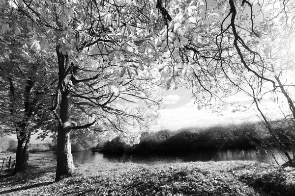 Bella Scena Autunnale Bianco Nero — Foto Stock