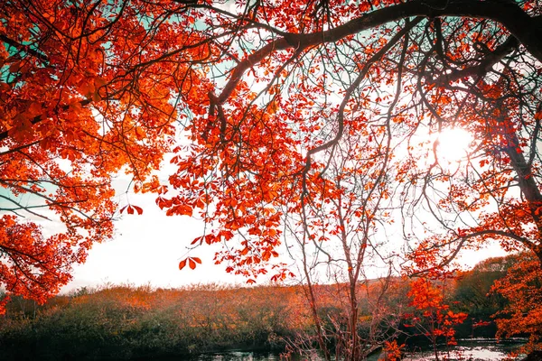 Schöner Herbstlicher Hintergrund Mit Blätter Und Zweigbaldachin Stockbild