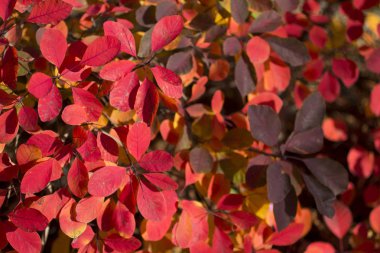 Okuma parlak, yaprakları arka plan